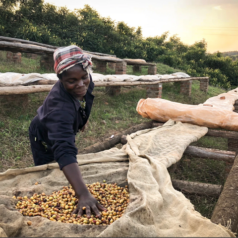 Caffè 100% Arabica Malawi - Satemwa